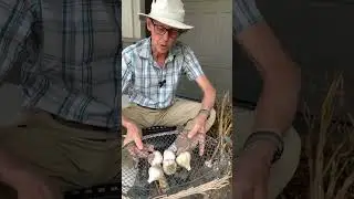 How to Clean Garlic (It's EASY) + Planting Tips! 🌱