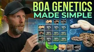 Most Boa Breeders Misunderstand Genetics (Here&rsquo;s Why)