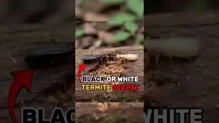 Why Are Some Termites Black and Others White