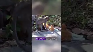 The monkey actually treated the cat like this...#animals #Friendship #Us #fyp #cat