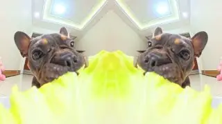 ADORABLE PUPPY EATING GREEN LEAVES  Crunchy Sound #dogs #mukbang #shorts #ASMR