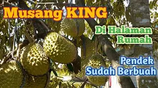 Durian Musang King Berbuah Pendek