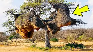 Hikers Stumble Upon a Massive &lsquo;Nest&rsquo;, Then They Hear, &ldquo;Help Me&rdquo;!