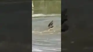 crocodile attacks Eagle#wildlife #bird #crocodile #nature