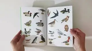 Birds Sticker Book (USBORNE)