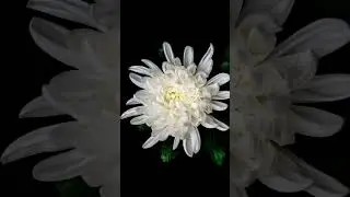 Chrysanthemum Blooming Time Lapse #chrysanthemum #whiteflowers #timelapsevideos