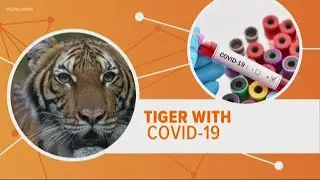Can my cat catch COVID-19?