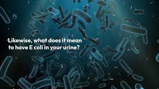 What is Escherichia coli in urine