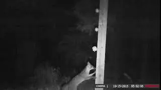 Gray fox in Laurens county South Carolina