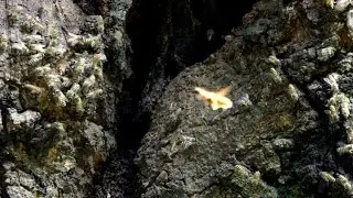 (4K昆虫バトル)ニホンミツバチ vs キイロスズメバチ 戦い - Insect Battle Honeybee vs Vespa simillima