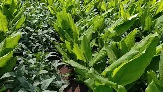 Turmeric Production