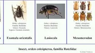 Insect, orden cole&oacute;pteros, familia Rutelidae pelidnota orientalis dubia villosa mexicanus Cotalpa