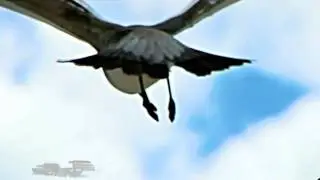 TBC & N&R Project ~ Flying Bird (James Williams Soaring Mix) [Defcon Rec] ⓋⒾⒹⒺⓄ ⒽⒹ