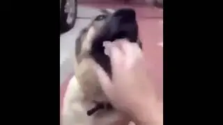 guy wiggles hand in dog's mouth (hand in dog's mouth) putting hand in dogs mouth