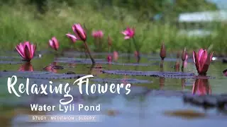 Peaceful Water Lily Pond 🌺 Deep Relaxation, Calm Nature & Stress Relief