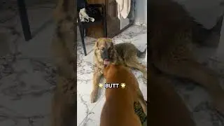 POV: You&rsquo;ve officially lost your right to personal space! 🐾🤣#pets #funny #puppy #relatable #dogs