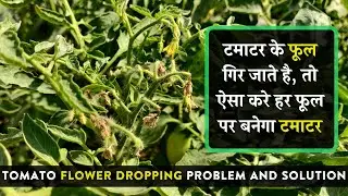टमाटर के फूल गिर जाते है, तो ऐसा करे हर फूल पर बनेगा टमाटर | Tomato Flower Dropping Problem in Hindi