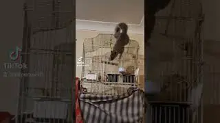 Hilarious Pet Antics| squirrel - Funny Pet Video  #(4)