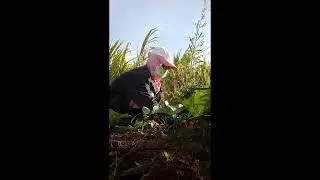 Simple living|farmer's life in the village|cooking and going to the farm 