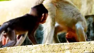 Little male monkey checking big sister