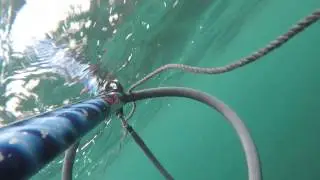 butterfish hunting Danzo