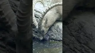 Ibex goats playing in the mountains 🐐 #PlanetEarth3