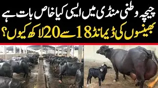 Chichawatni Mandi 2025 | Heavy Buffaloes For Sale | Malumor Janwar Mandi