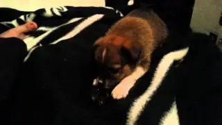 ERMA GERD PUPPY