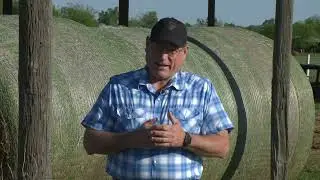 Are There Concerns When Feeding Wheat Hay?