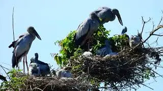 Amazing Trees and water plants give shelter and nesting places  Bird Sanctuary  EP261