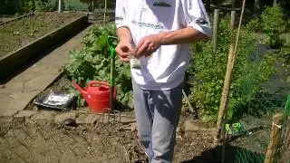 How to Grow Climbing French Beans in Ireland (Cobra Variety)