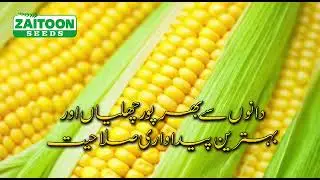 Zatoon Seeds Company TVC 2022
