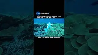 MIT&rsquo;s Soft Robotic Fish SoFi Explores Coral Reefs in Fiji #robot #shorts #mit #tech #innovation