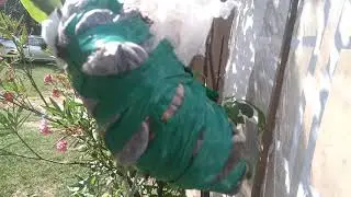 (62) Awokado - ukorzenienie powietrzne ,oddzielanie i jakie efekty