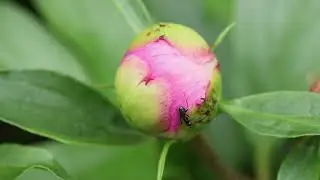 What is this thing with ants and peonies?