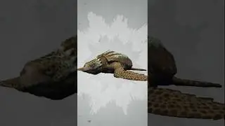 archelon 🐢