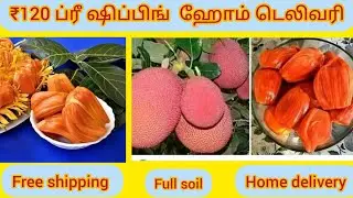 பலா செடி அரிய வகை எக்ஸாக்ட் கலெக்ஷன் உங்க வீட்டுக்கு வரப் போகுது#rare#tamil#new#liveplants#you#low 
