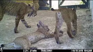 Los cachorros de Odrina, la hembra lince que nació en un pajar de Ciudad Real