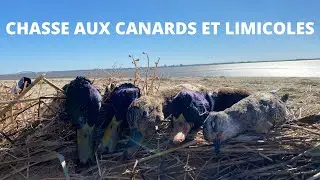 Chasse aux canards et limicoles sur le DPM - Le Verdon sur mer