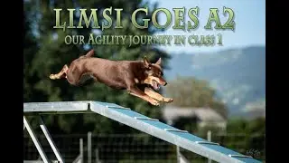 Kelpie Limit goes A2 - Agility
