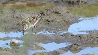 Кулик-воробей Calidris minuta DSCN1263