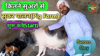 कितने सुअरों से सुकर पालन कि शुरुआत करें |How To Start Your Pig Farm | Sukar Palan Ki Suruwat