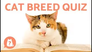 GUESS the CAT BREED by the PHOTO 🐱 Do You Know Them ALL? ✅❌ Game/Quiz