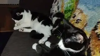 Heidi The Cat And Seb The Kitten After Two Weeks Living Together