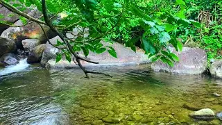 Forest Harmony, Sounds of Nature, Birdsong and Flowing Stream Sounds for Relaxation and Meditation