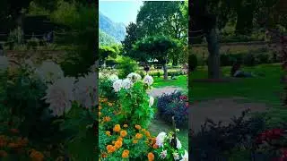 different sabzin and flowers