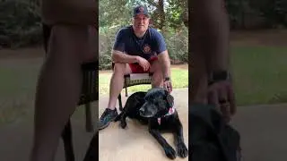 Dog Safety During Fireworks Displays
