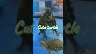 Turtles Breathe Through Their Butts?! 😳🐢 #TurtleFacts #FunnyAnimals #ReptileFacts