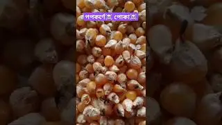 #insects #popcorn #bug #destroy