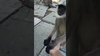 black face monkey 🐒 ll sumbhavcreations ll #langurmonkey #animals #ytshorts